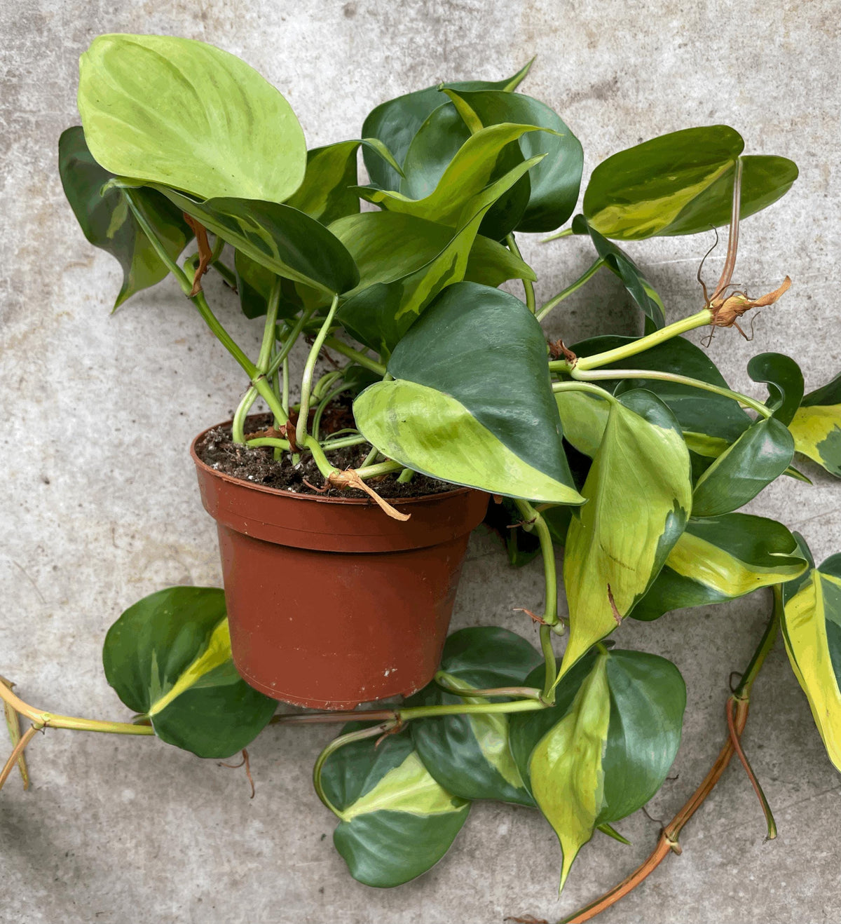 Philodendron Hederaceum 'Brasil' Houseplant - Trailing Plant