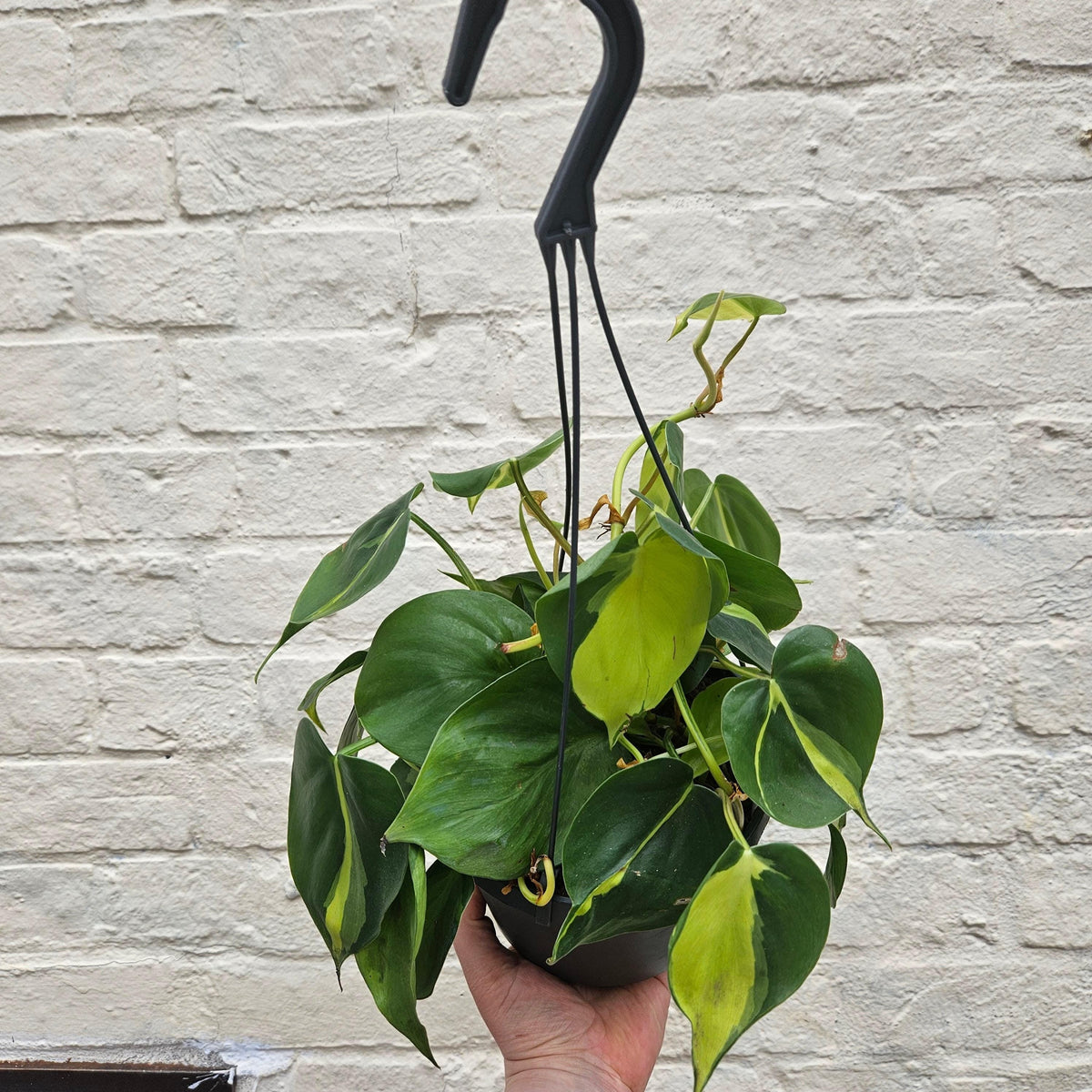 Philodendron Hederaceum 'Brasil' Houseplant - Trailing Plant