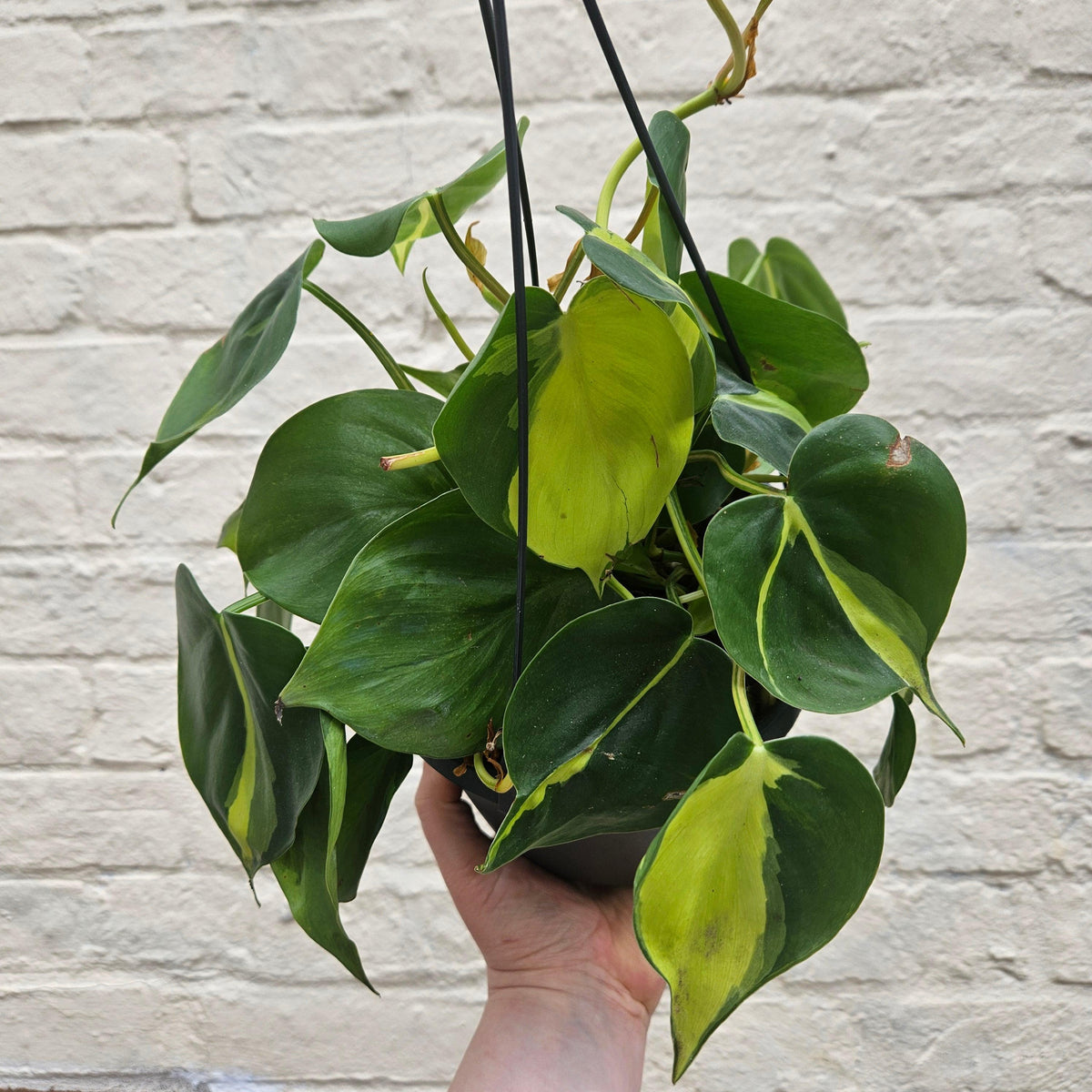 Philodendron Hederaceum 'Brasil' Houseplant - Trailing Plant