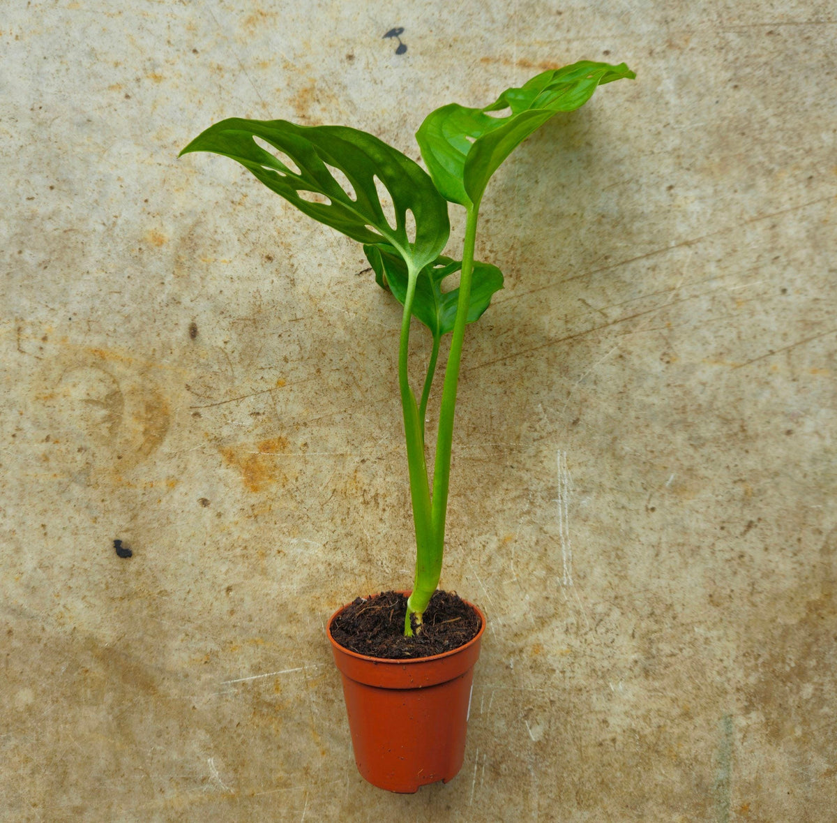 Monstera adansonii 'Monkey Mask'