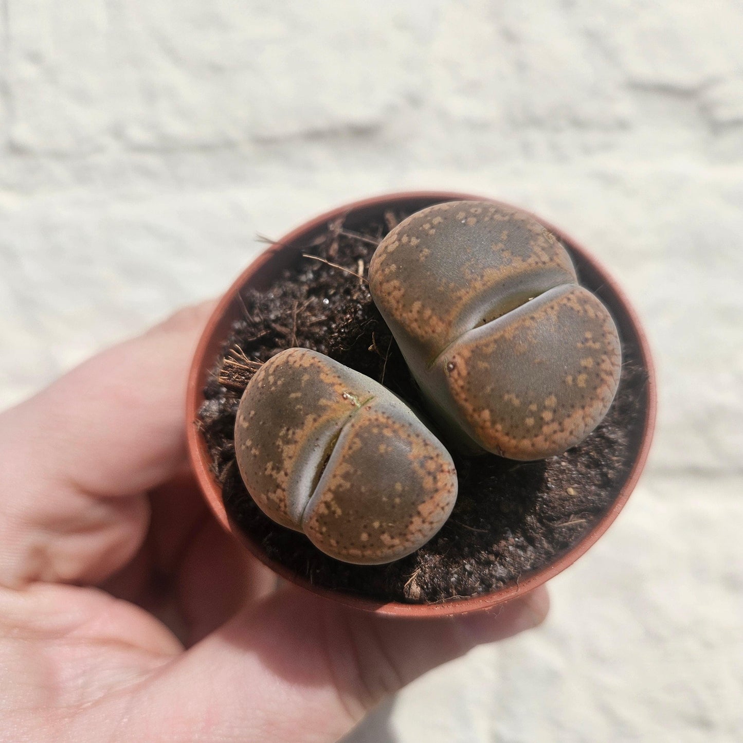 Lithops (Living Stones)