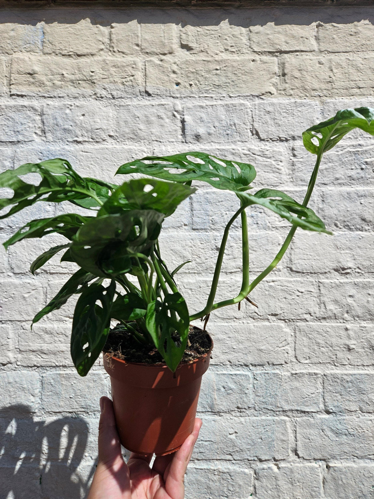 Monstera adansonii 'Monkey Mask'