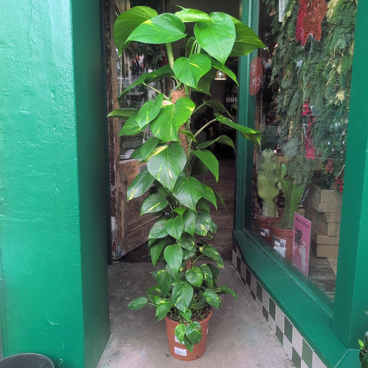 Epipremnum aureum (Golden Pothos)