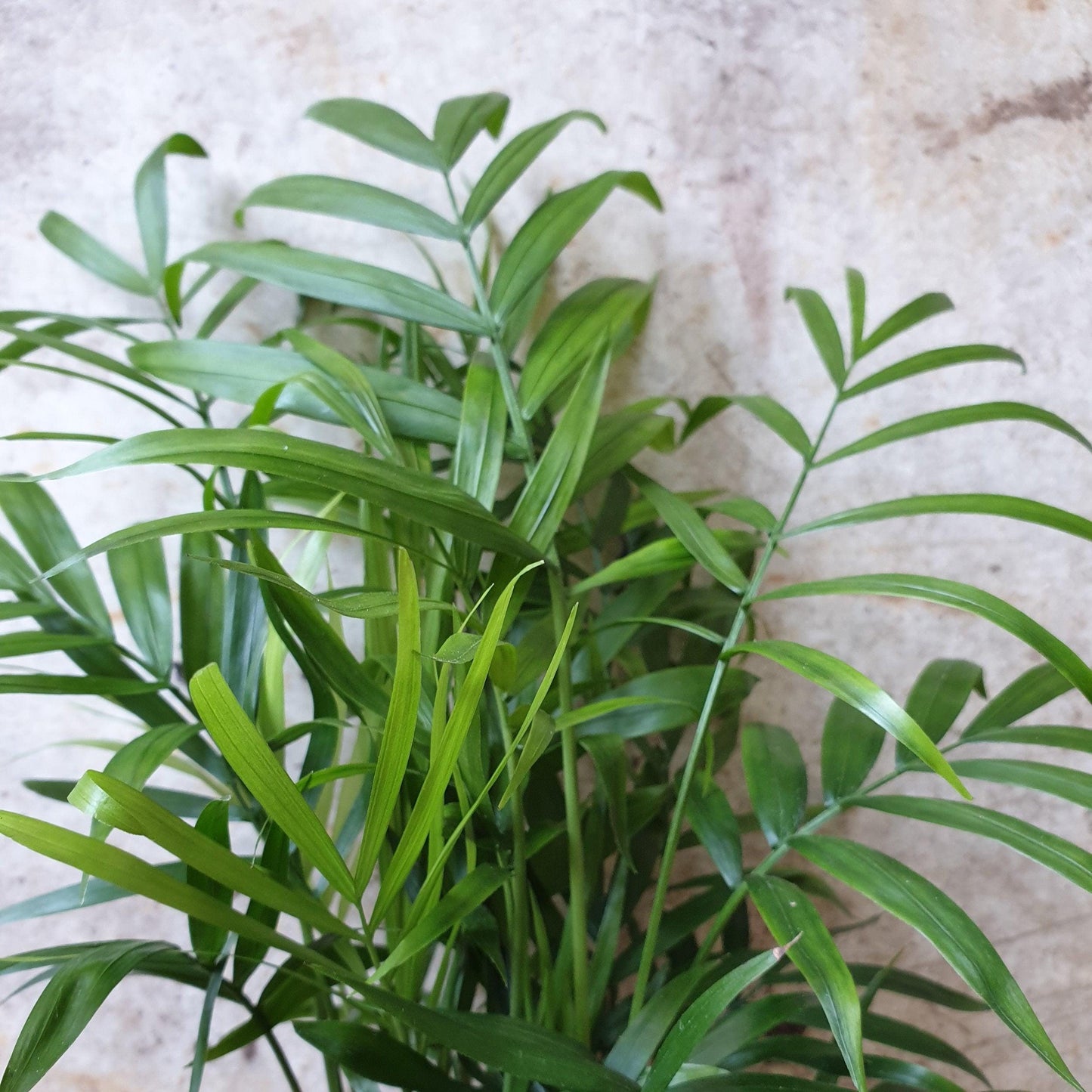 Chamaedorea elegans (Parlour palm)