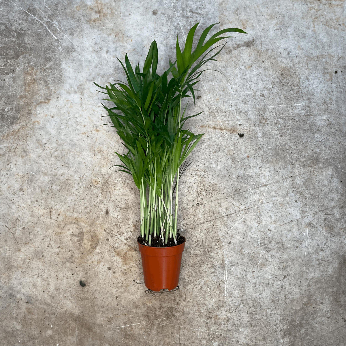 Chamaedorea elegans (Parlour palm)