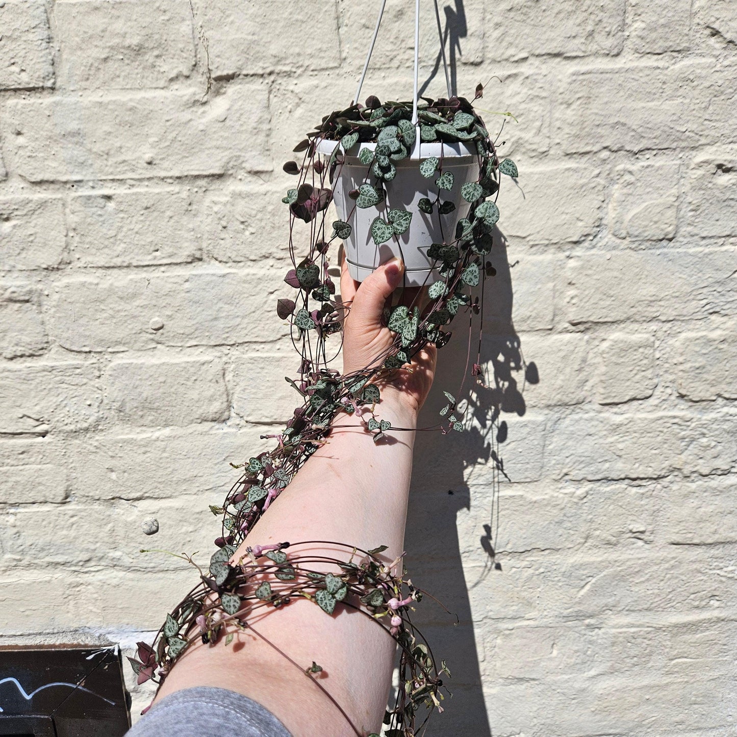 Ceropegia woodii (String of Hearts)
