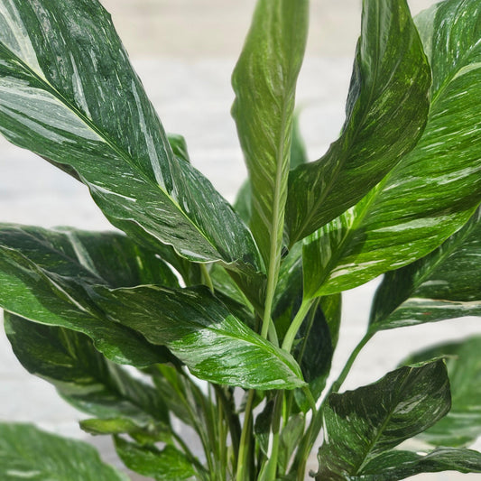 Variegated Peace Lily Plant - Spathiphyllum 'Diamond' Houseplant