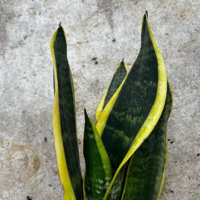 Sansevieria 'Futura Superba' (Snake Plant)