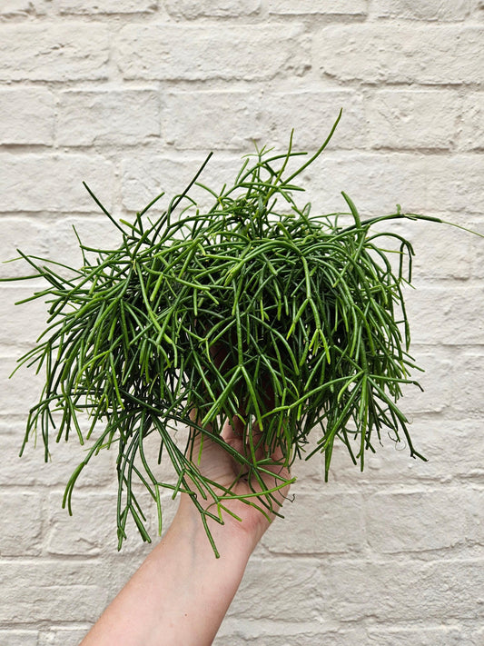 Rhipsalis Baccifera 'Oasis' Houseplant - Mistletoe Cactus Plant