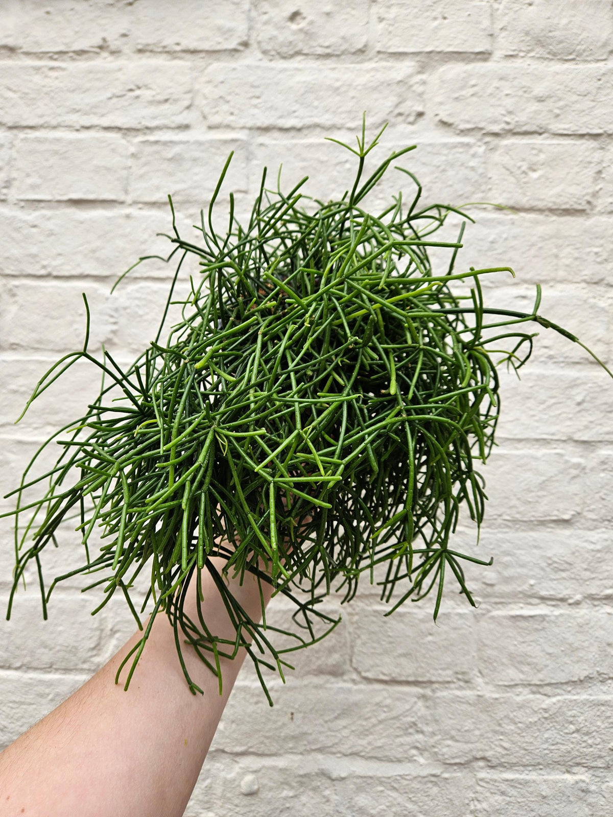 Rhipsalis Baccifera 'Oasis' Houseplant - Mistletoe Cactus Plant