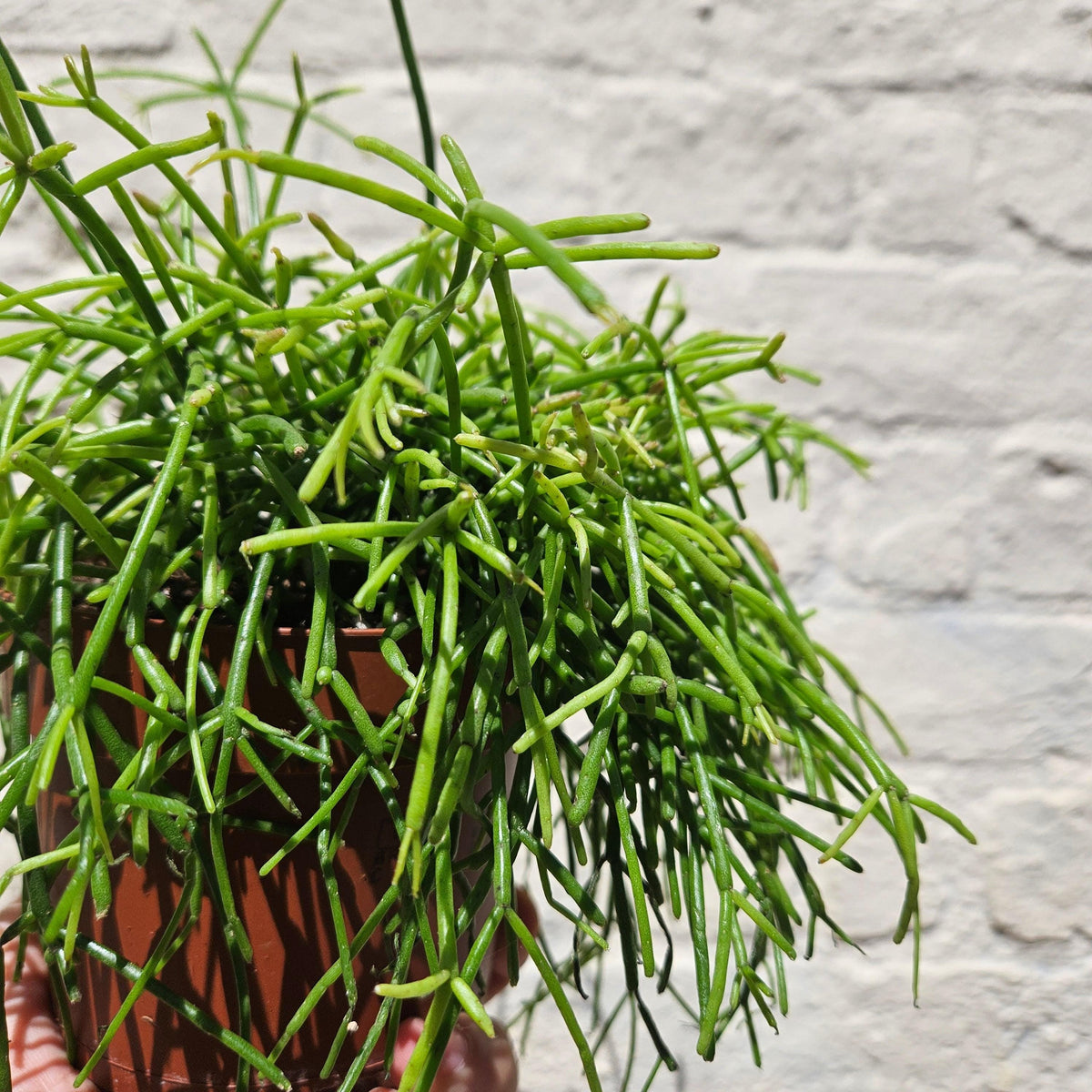 Rhipsalis Baccifera 'Oasis' Houseplant - Mistletoe Cactus Plant