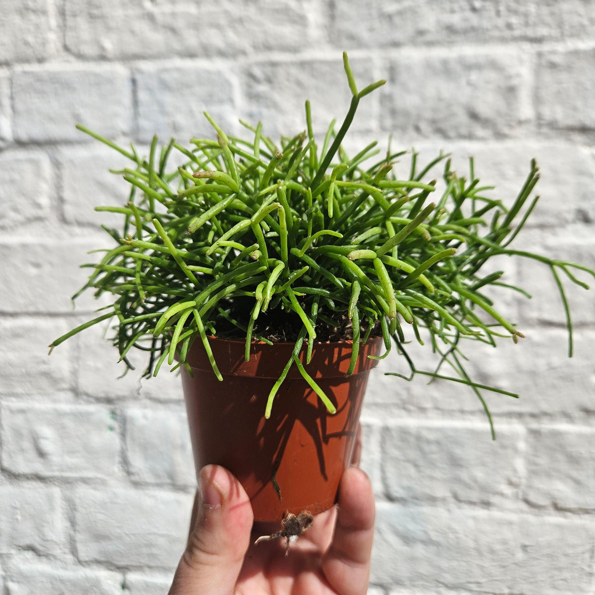 Rhipsalis Baccifera 'Oasis' Houseplant - Mistletoe Cactus Plant
