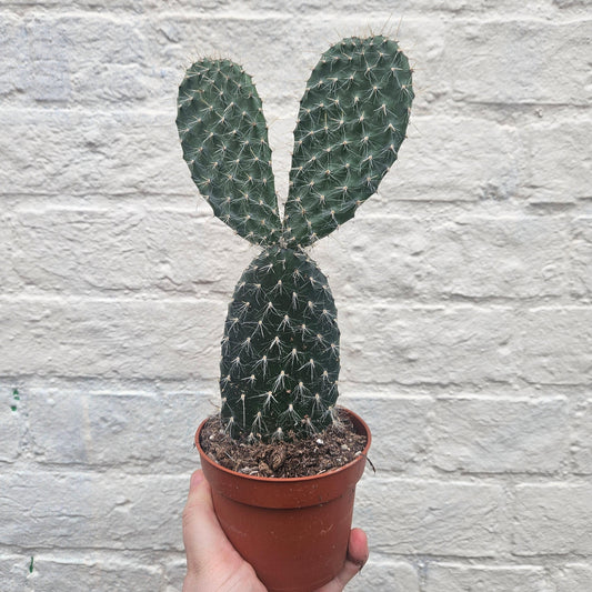 Opuntia Pailana Prickly Pear Cactus Houseplant - Bunny Ears