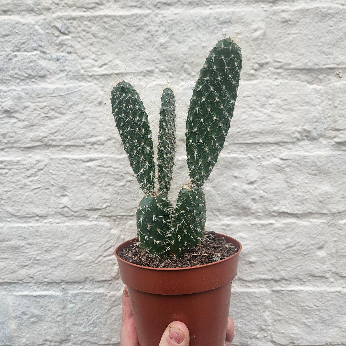 Opuntia pailana (Bunny Ears)