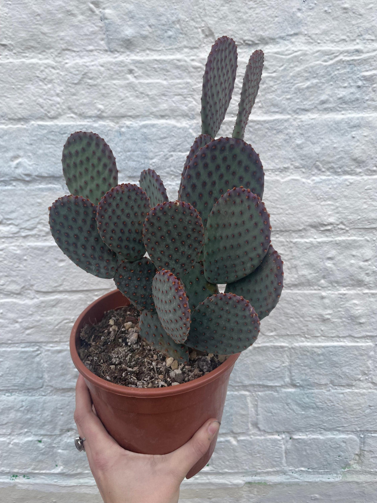 Opuntia microdasys (Bunny Ears)