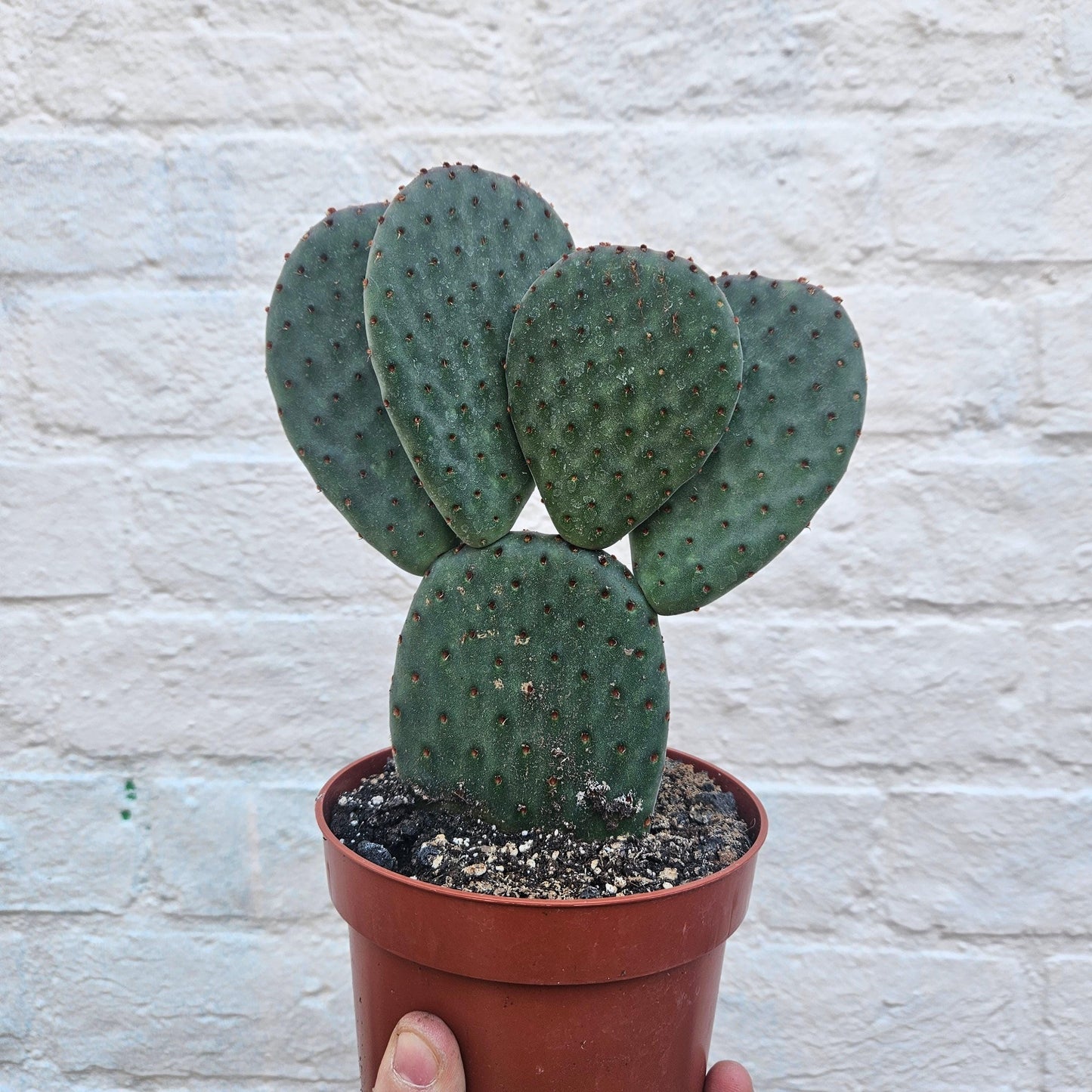 Opuntia microdasys (Bunny Ears)