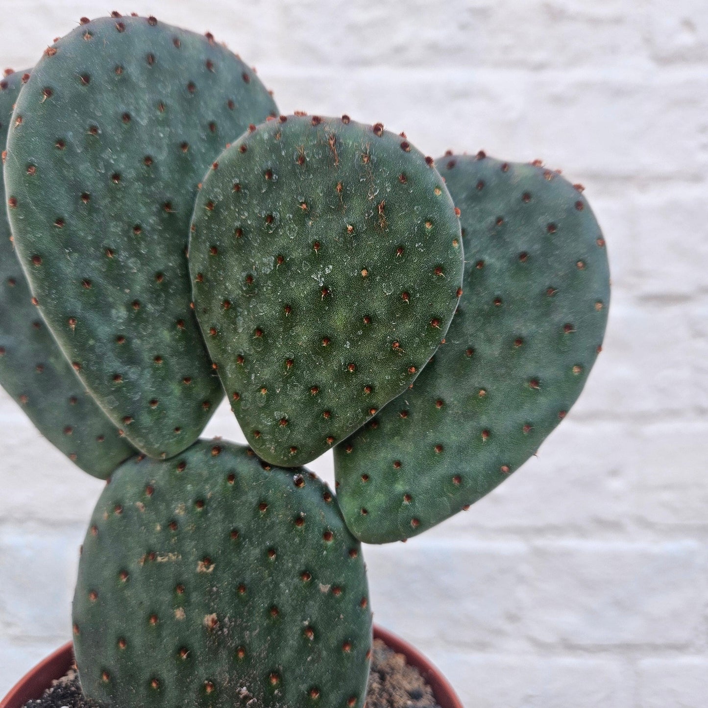 Opuntia microdasys (Bunny Ears)