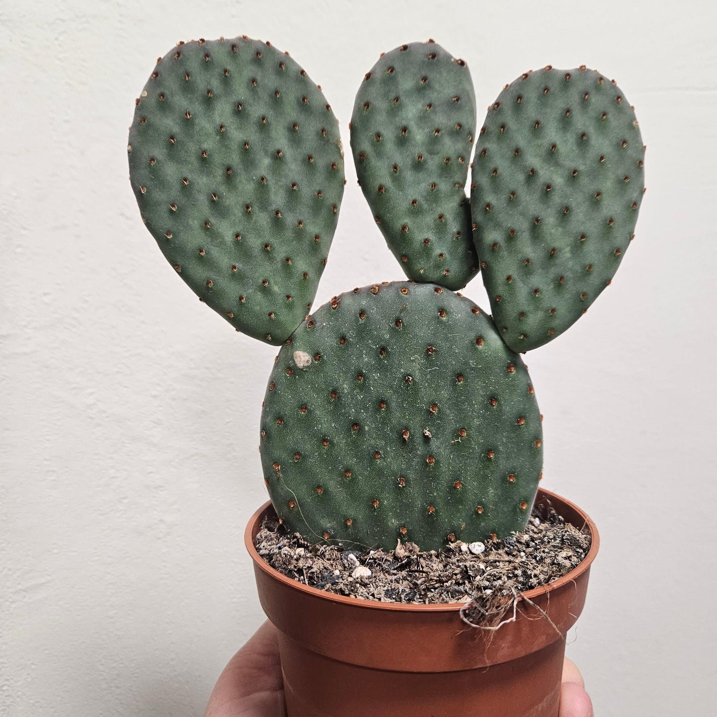 Opuntia microdasys (Bunny Ears)