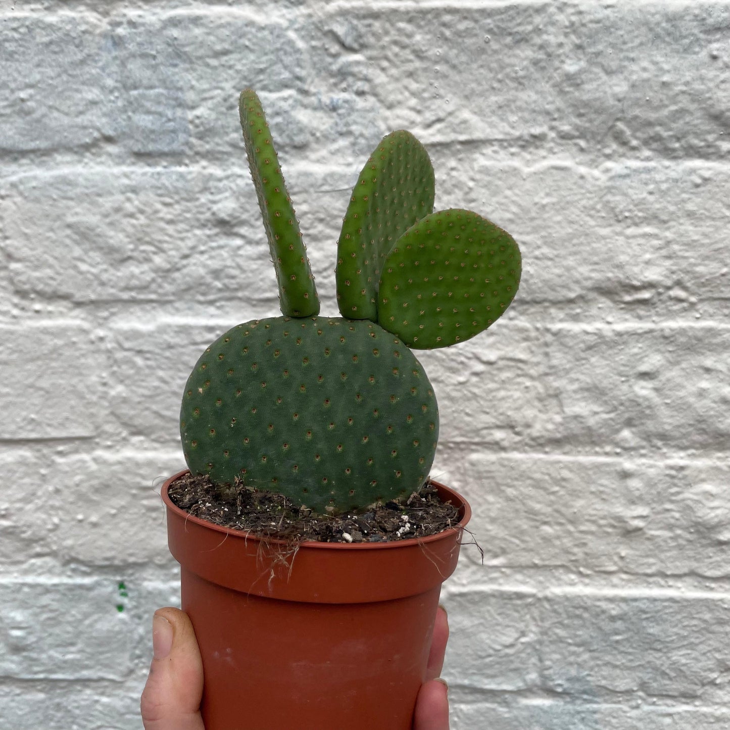 Opuntia microdasys (Bunny Ears)