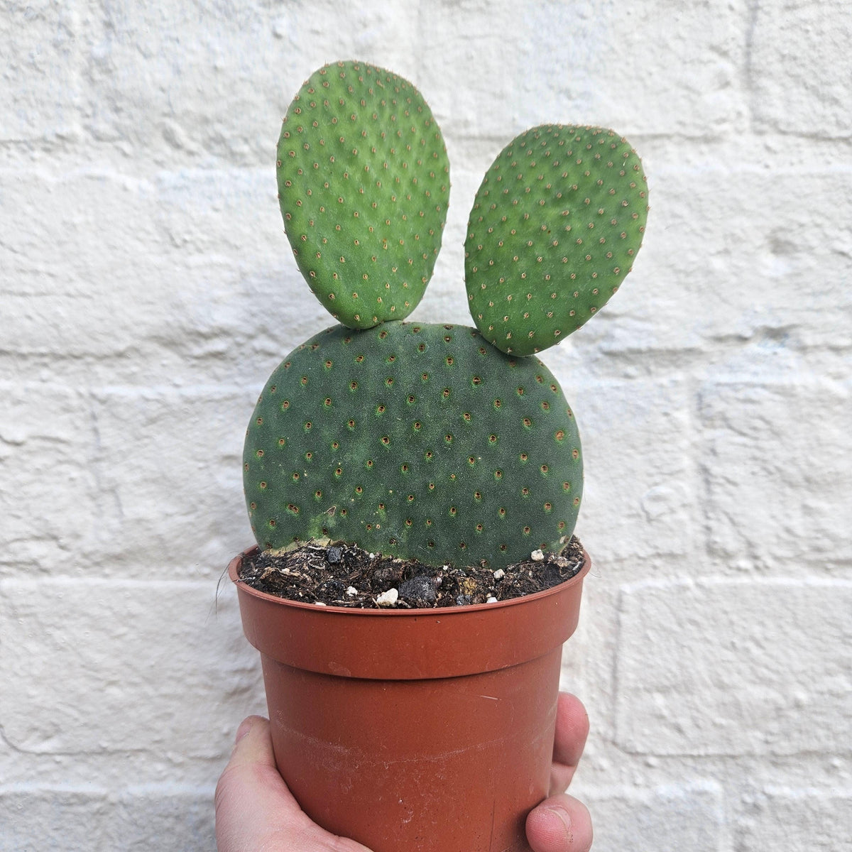Opuntia microdasys (Bunny Ears)