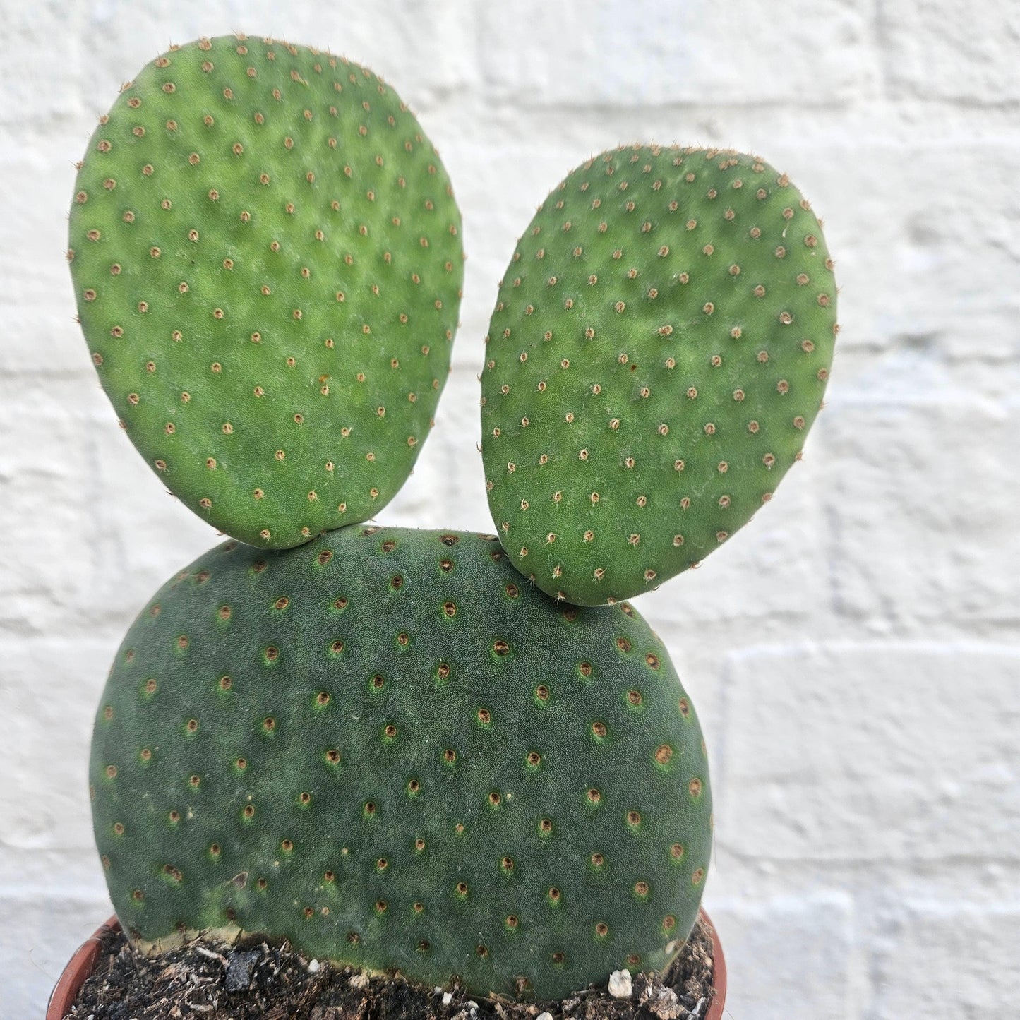 Opuntia microdasys (Bunny Ears)