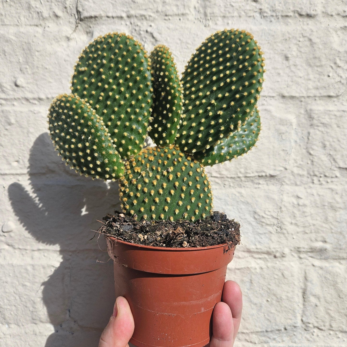 Opuntia microdasys (Bunny Ears)