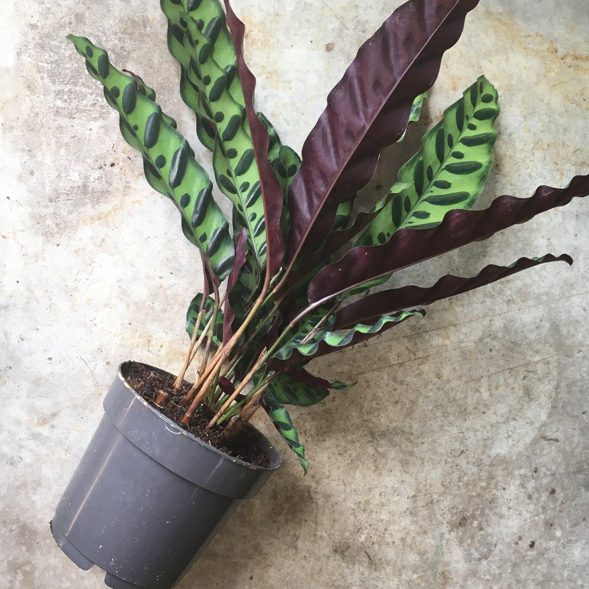 Calathea lancifolia (Rattlesnake plant)