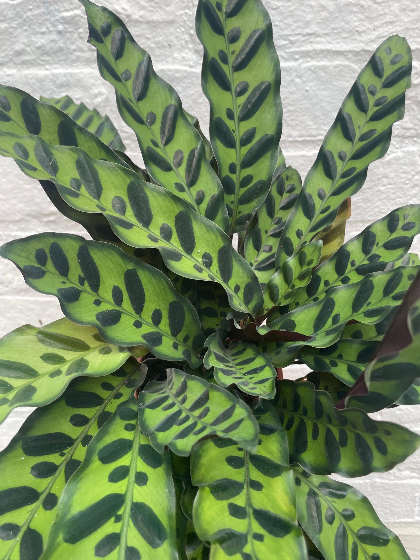 Calathea lancifolia (Rattlesnake plant)