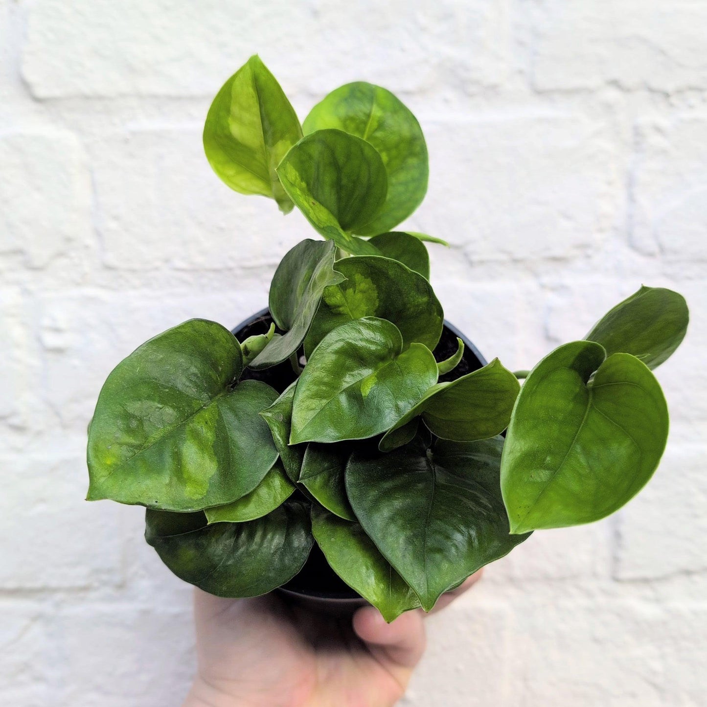 Epipremnum pinnatum 'Global Green' (Pothos)