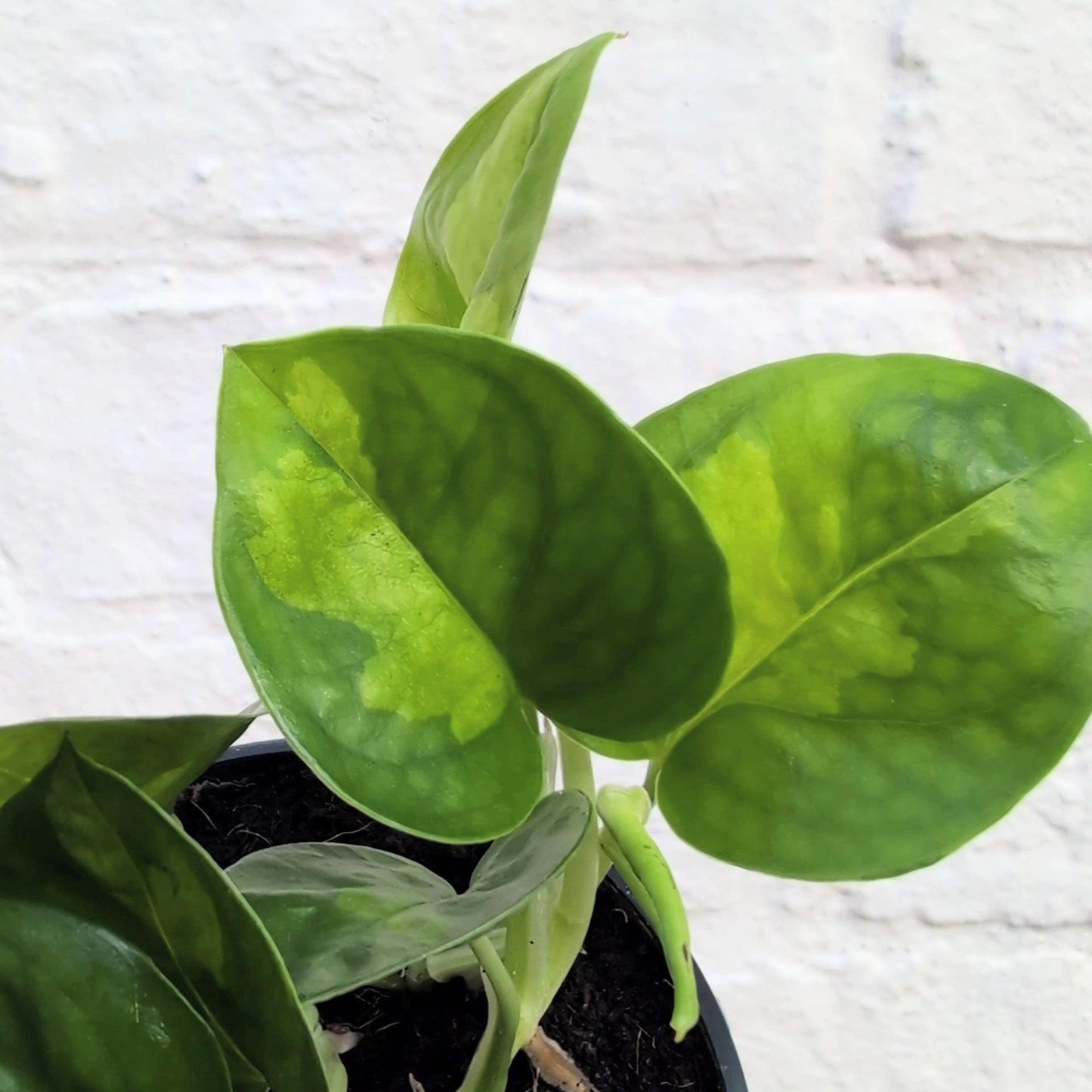 Epipremnum pinnatum 'Global Green' (Pothos)