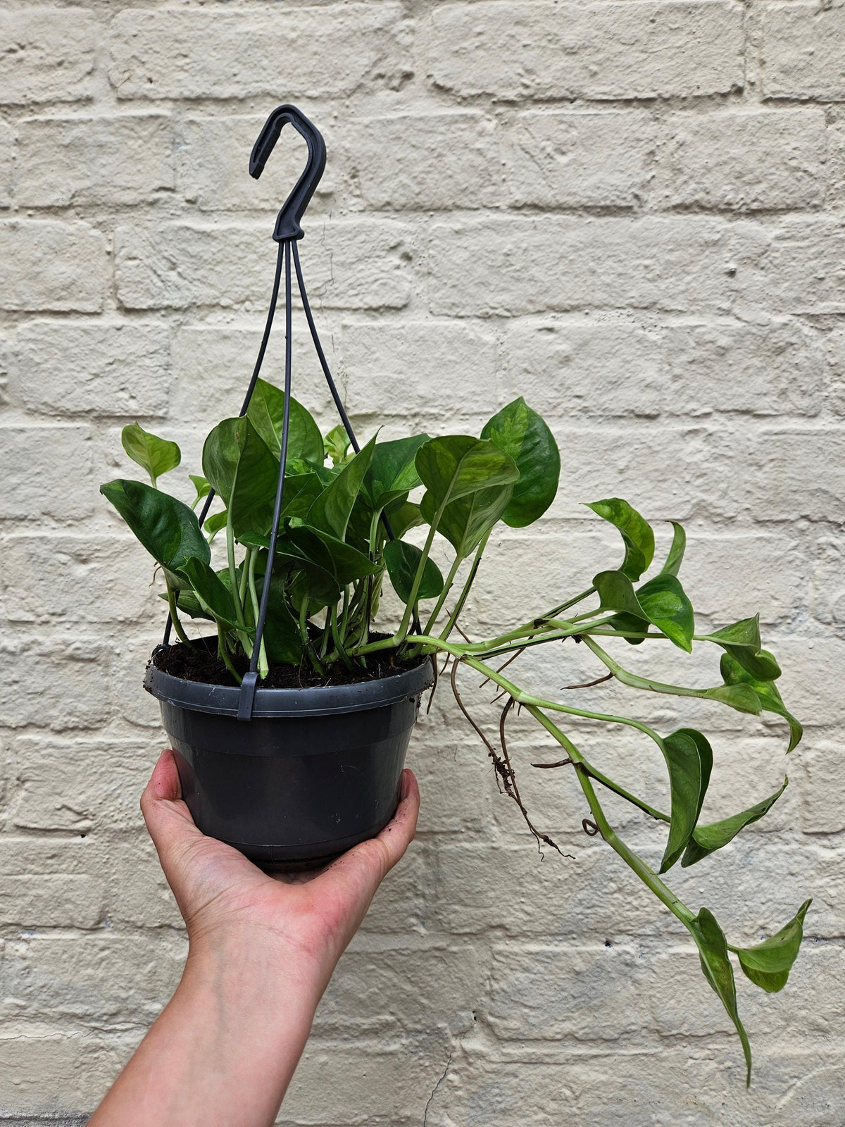 Epipremnum pinnatum 'Global Green' (Pothos)
