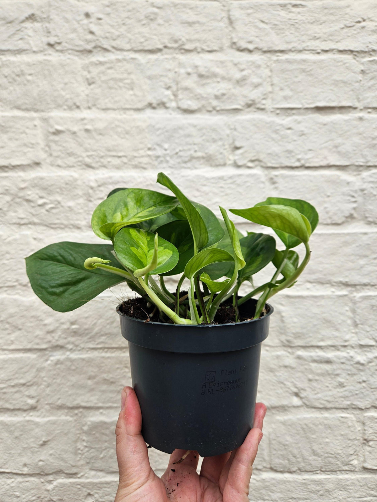 Epipremnum pinnatum 'Global Green' (Pothos)