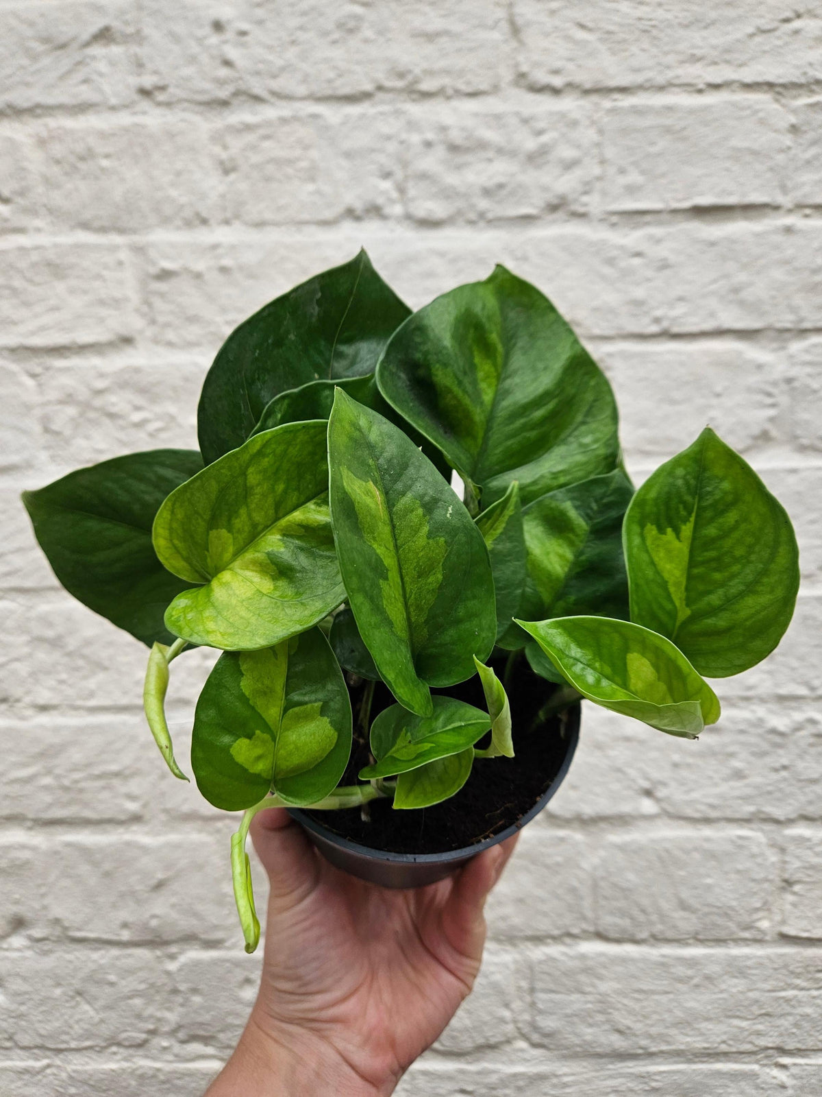 Epipremnum pinnatum 'Global Green' (Pothos)