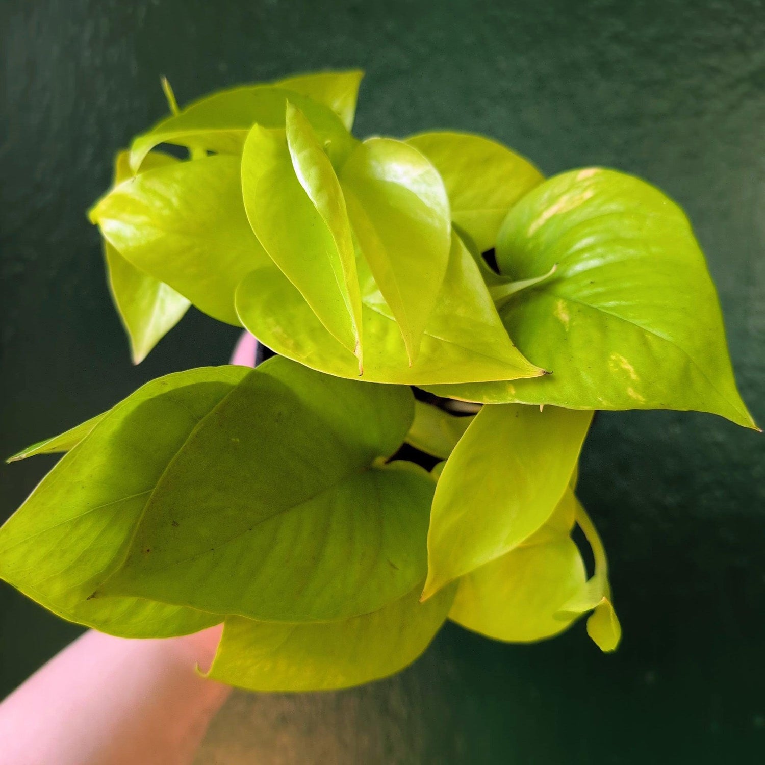 Epipremnum Aureum 'Neon' (Pothos)
