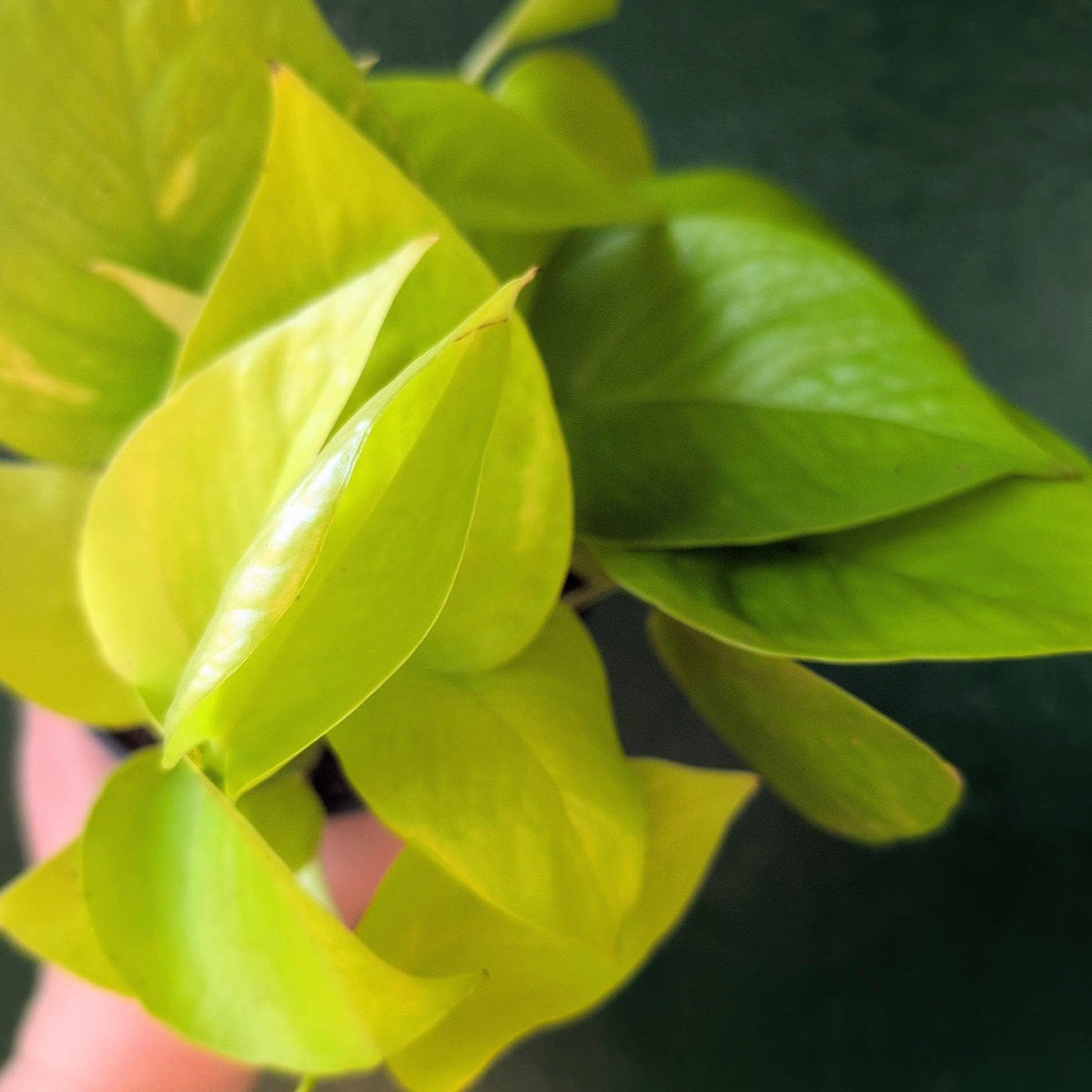 Epipremnum Aureum 'Neon' (Pothos)
