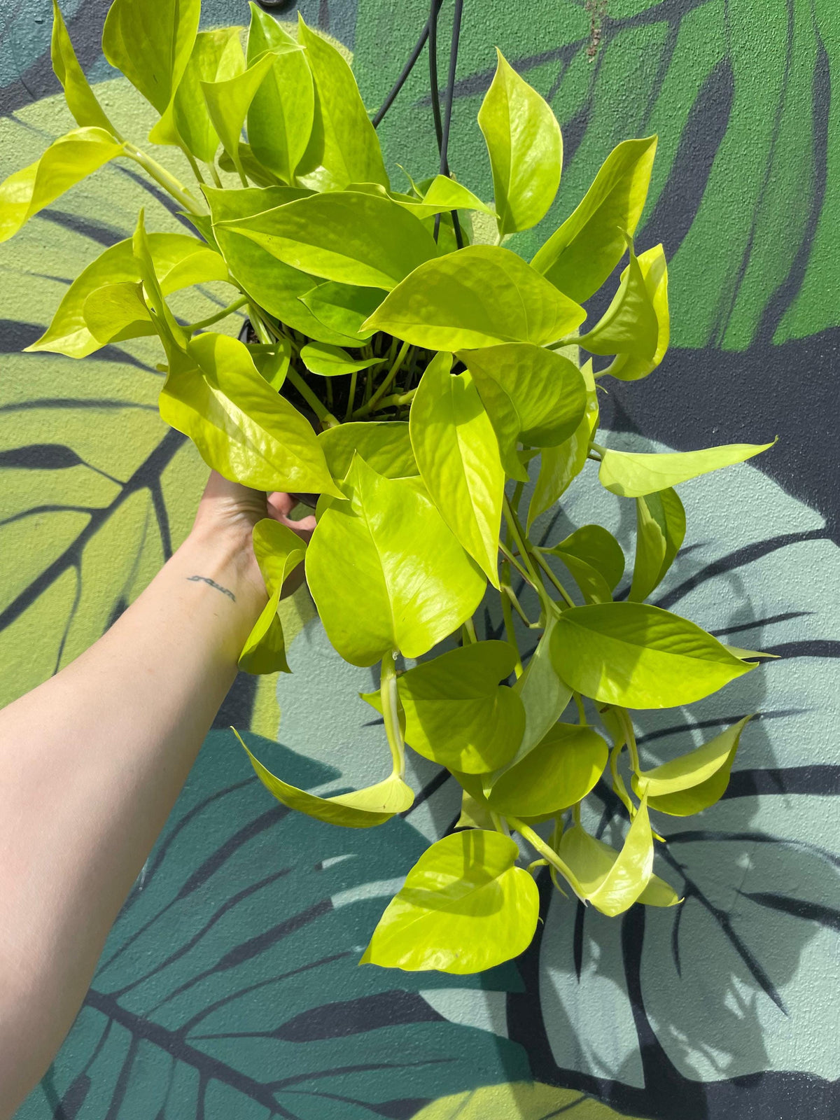 Epipremnum Aureum 'Neon' (Pothos)