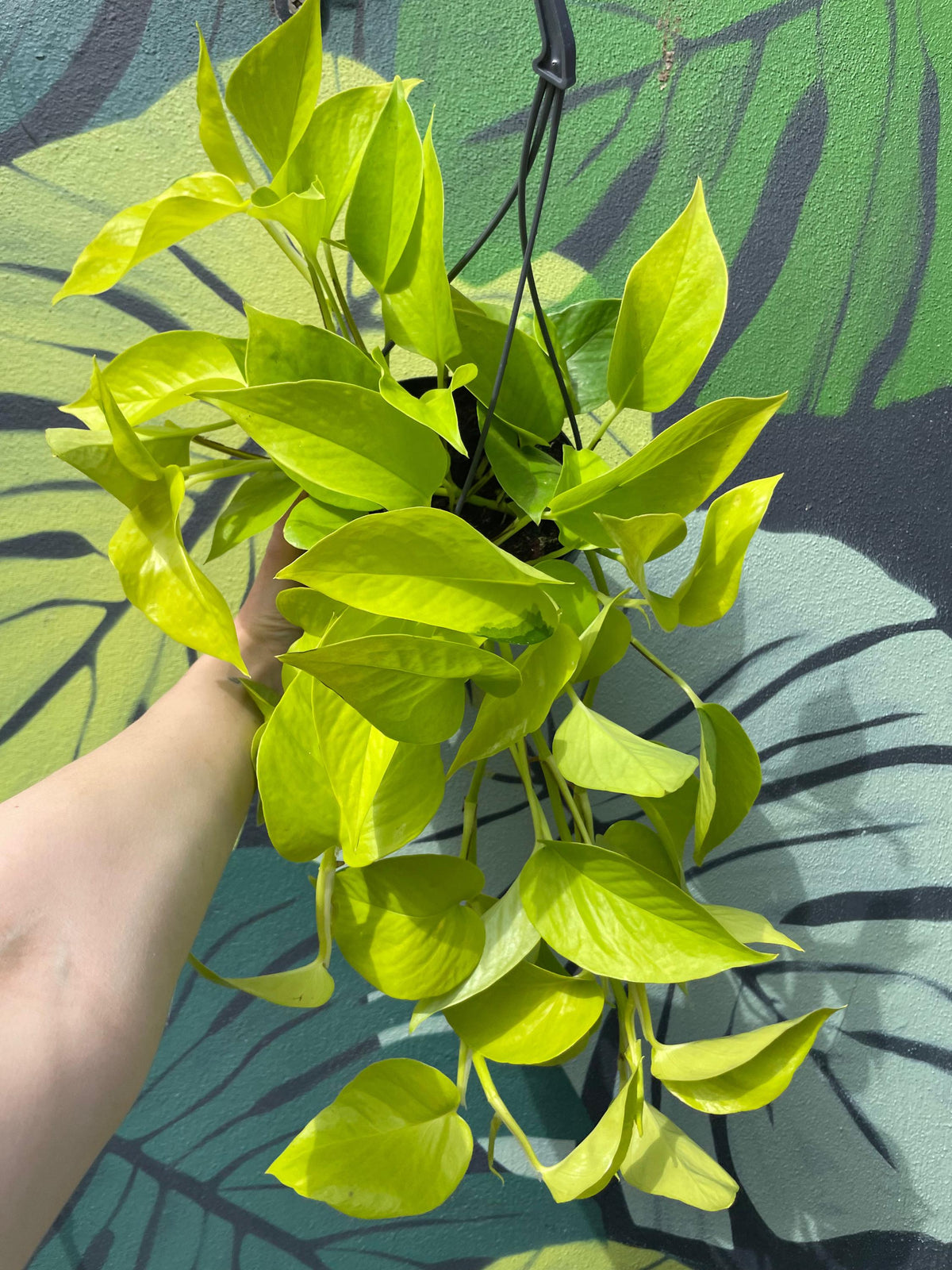 Epipremnum Aureum 'Neon' (Pothos)