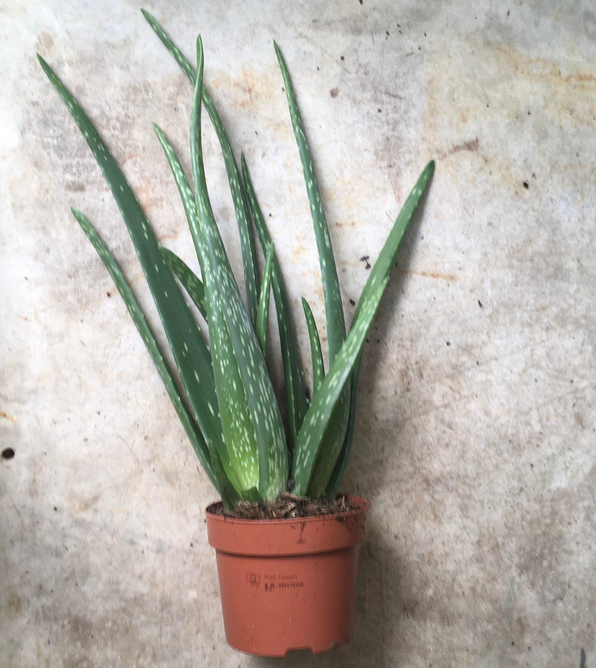Aloe vera
