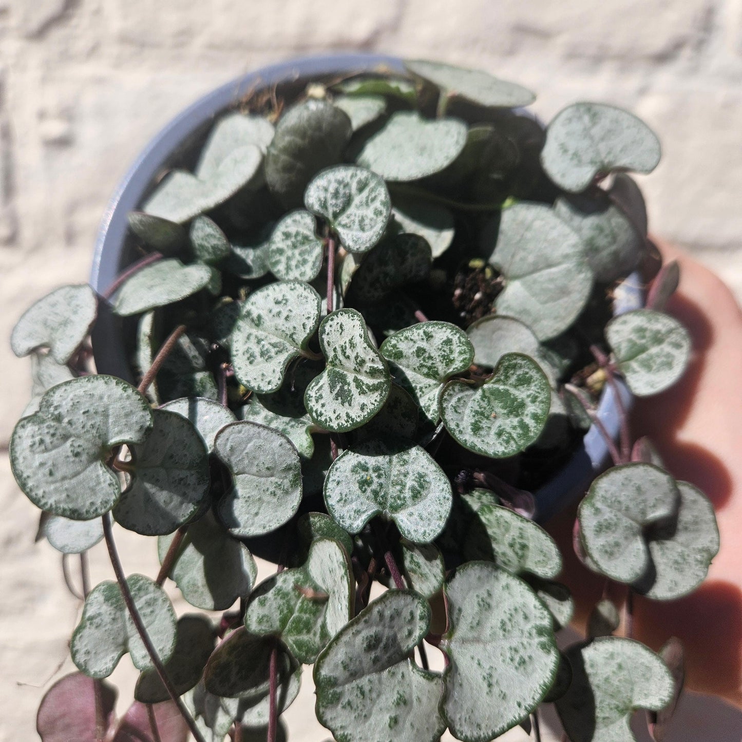 Ceropegia woodii 'Silver Glory' (String of Hearts)