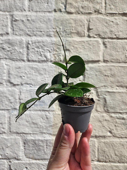 Hoya Mathilde splash Houseplant