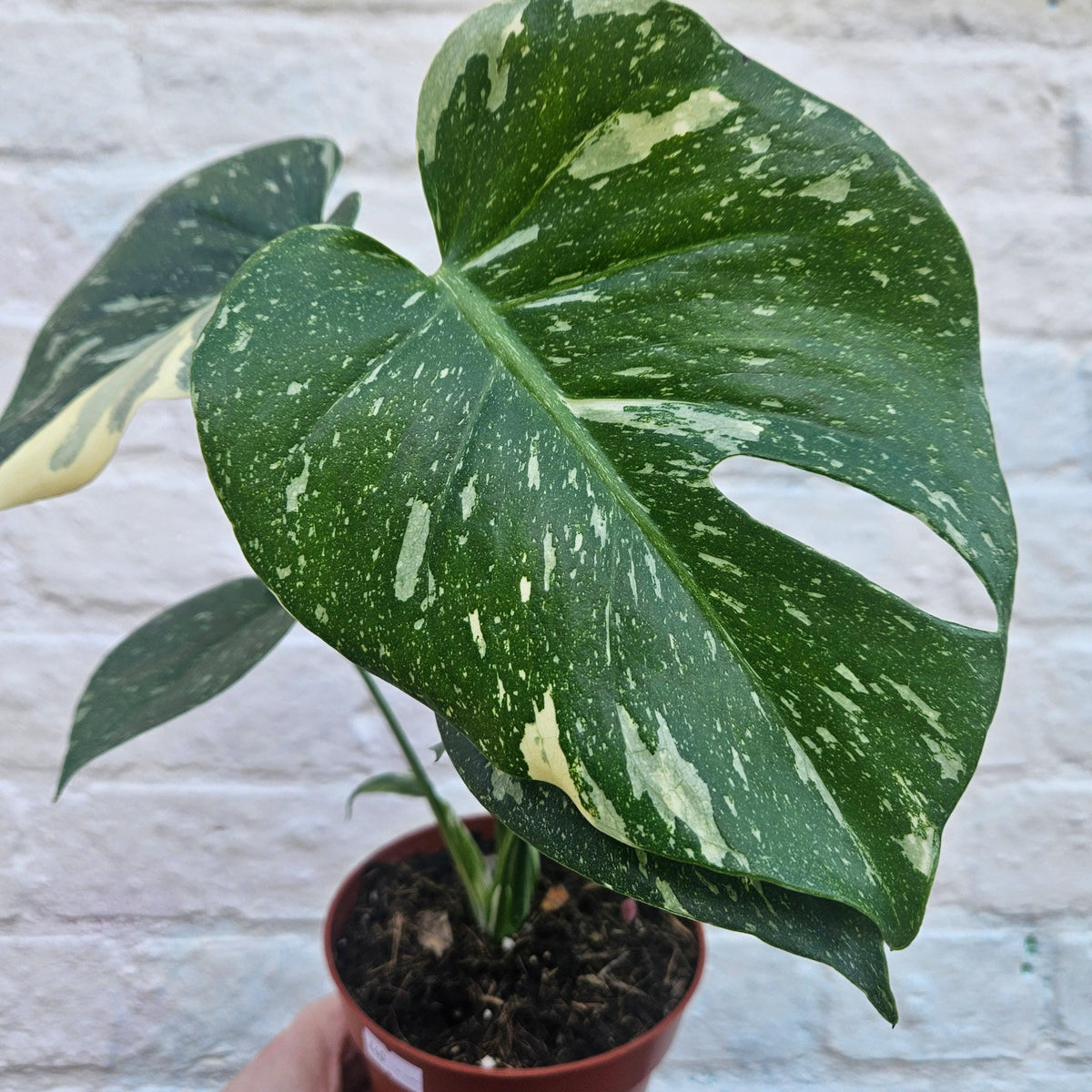 Monstera deliciosa 'Thai Constellation' (Variegated Monstera)