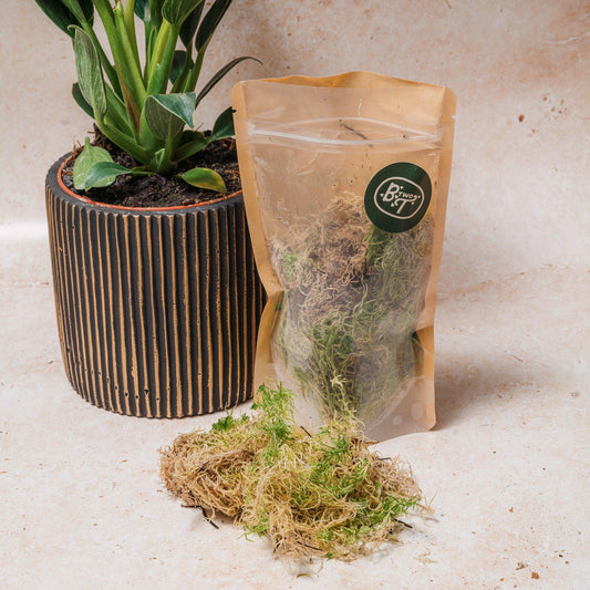Sphagnum Moss For Sale UK