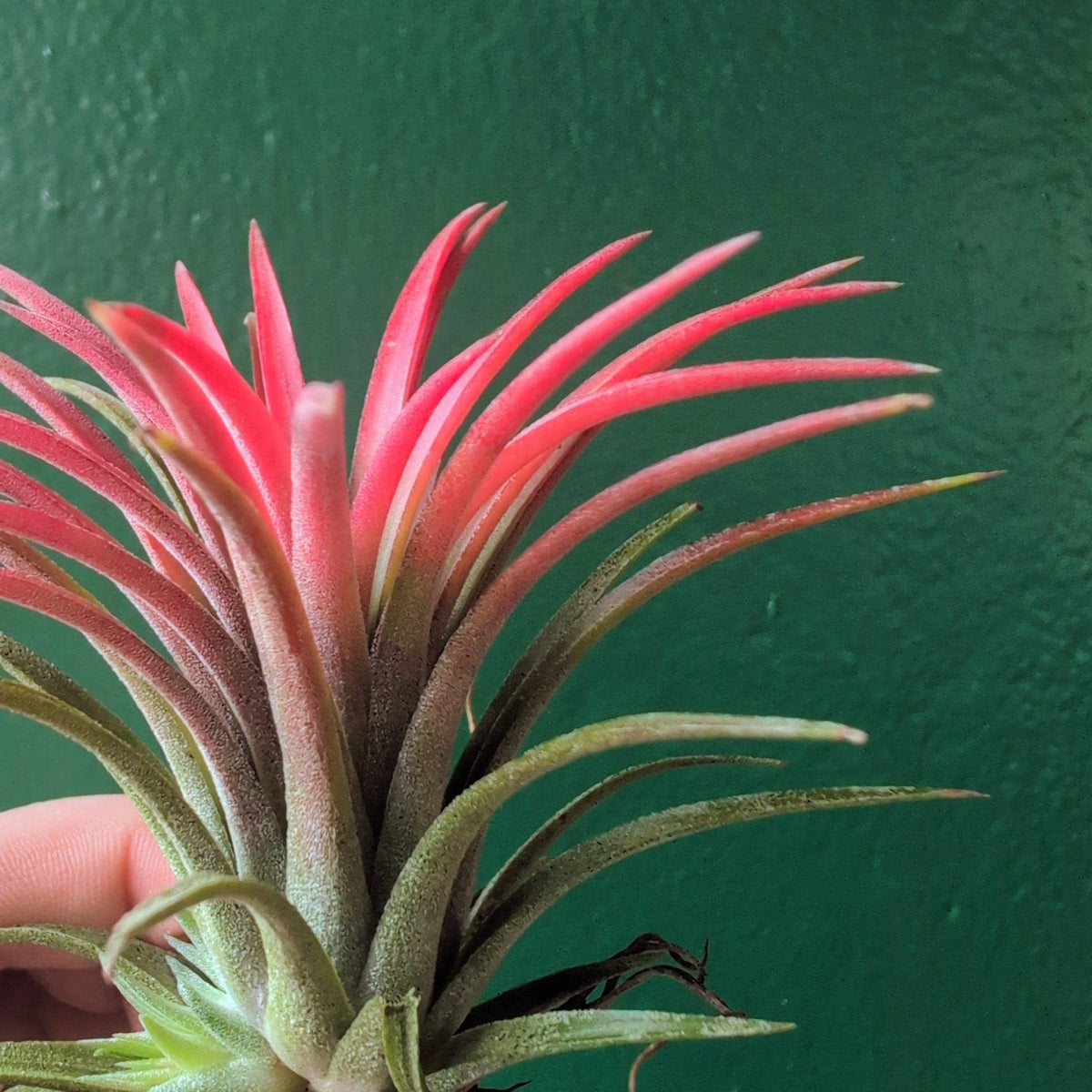 Tillandsia 'Ionantha Red' (Air Plant)