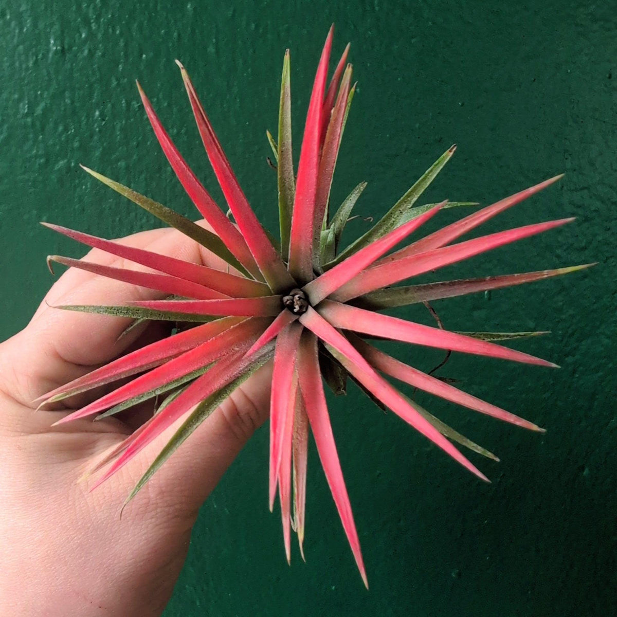Tillandsia 'Ionantha Red' (Air Plant)