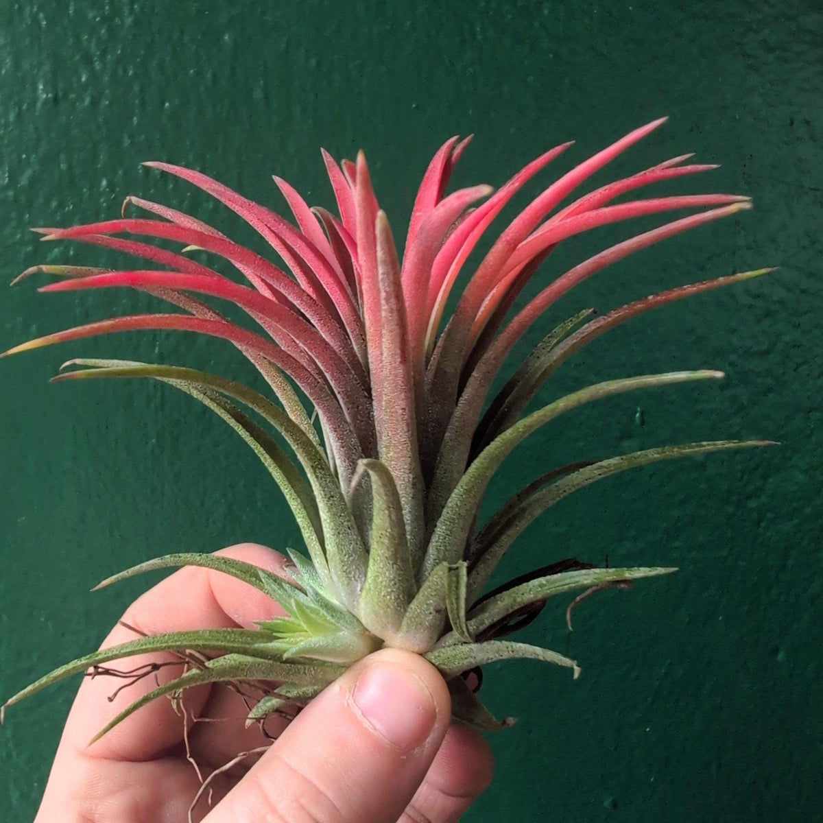 Tillandsia 'Ionantha Red' (Air Plant)