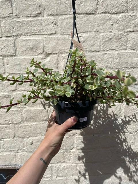Portulacaria Afra Variegata Houseplant - Elephant Bush Plant