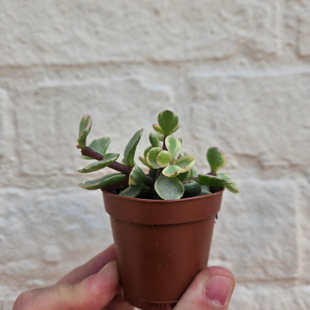 Portulacaria Afra Variegata Houseplant - Elephant Bush Plant