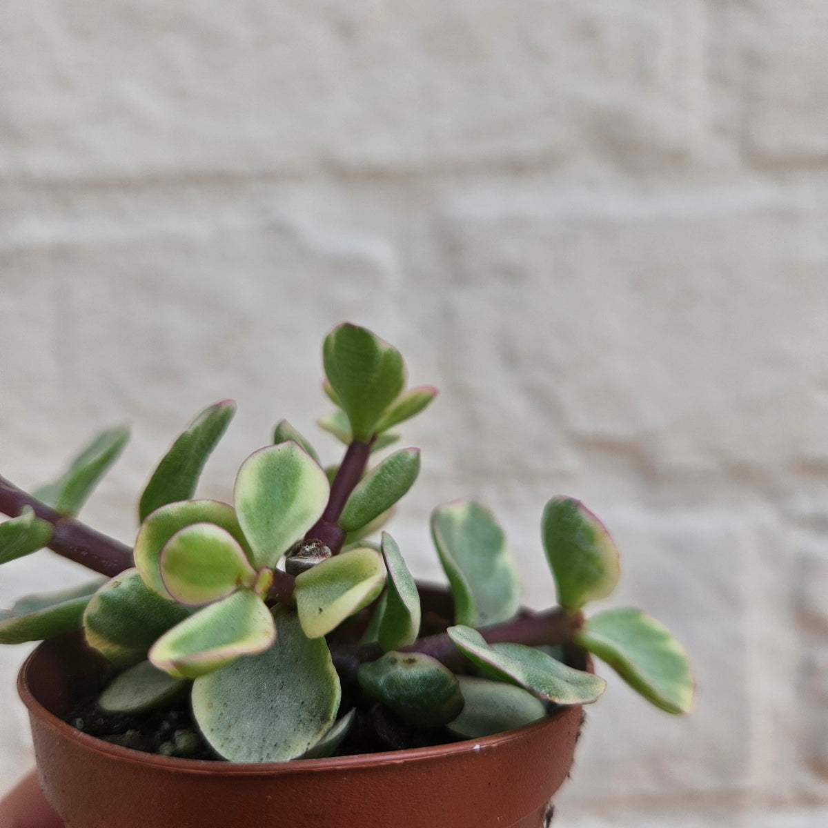 Portulacaria Afra Variegata Houseplant - Elephant Bush Plant