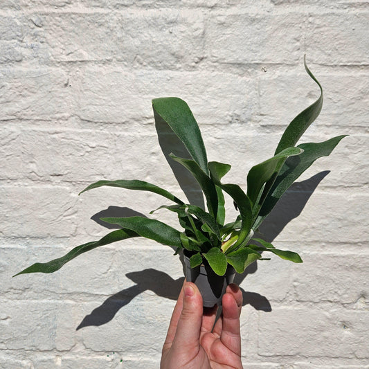 Staghorn Fern Plant - Platycerium Bifurcatum Houseplant