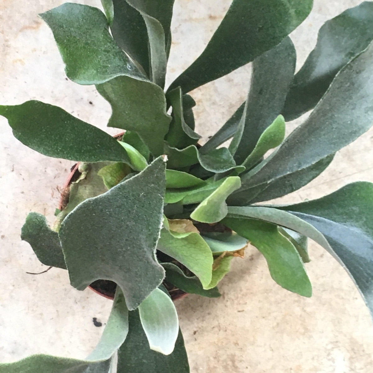 Platycerium bifurcatum (Staghorn fern)